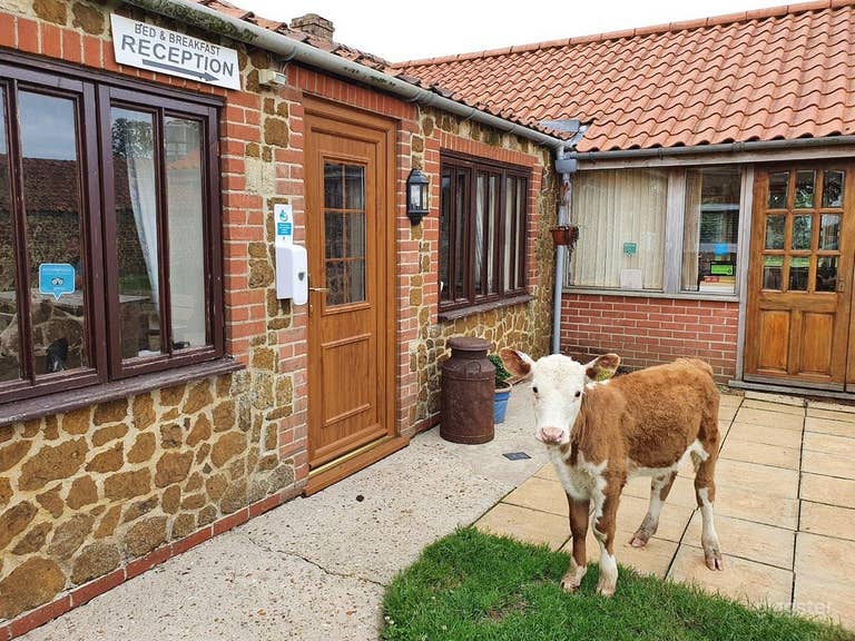 A Hundred Acre Farm with Accommodation in Norfolk 
