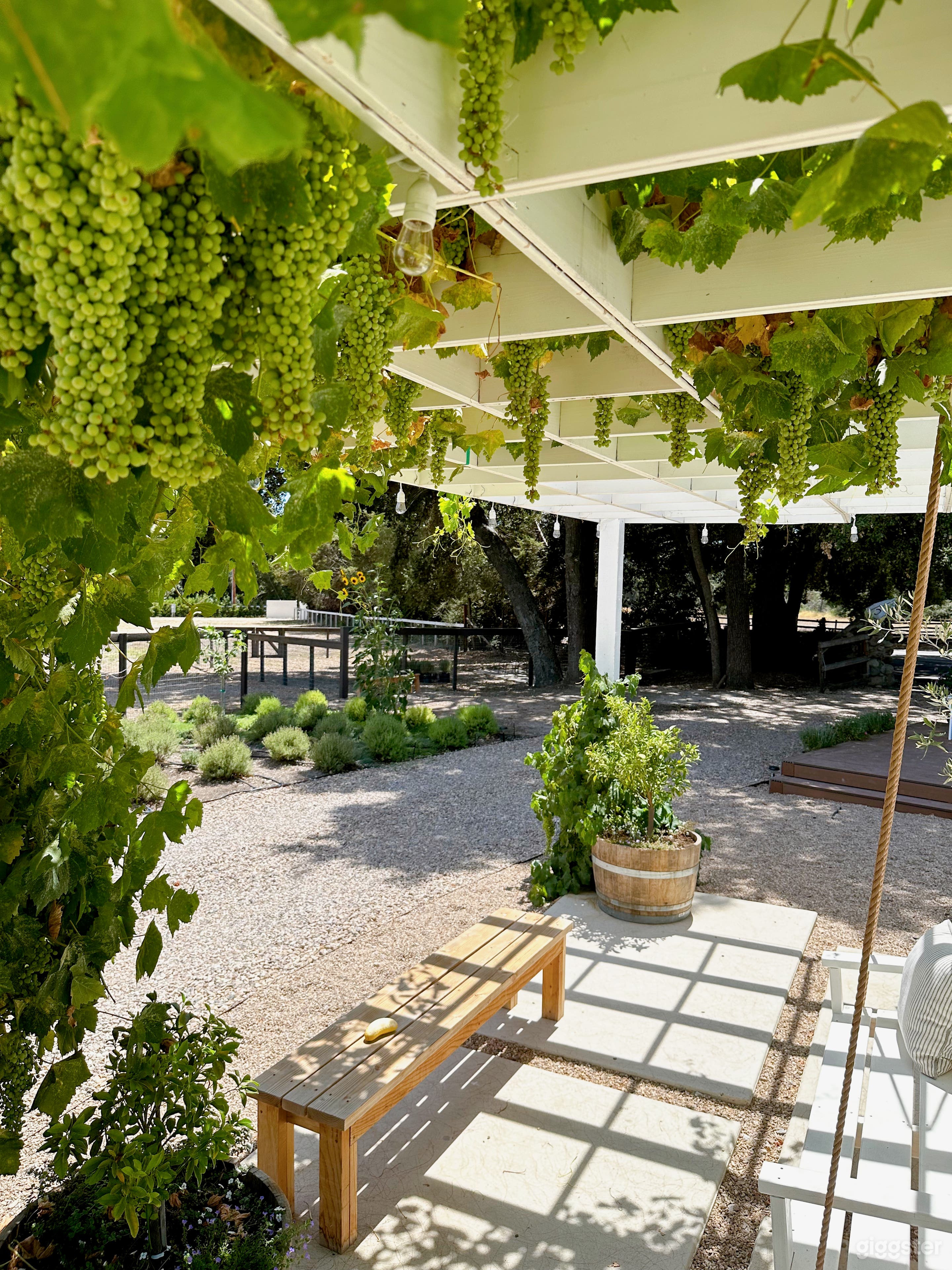 Growing grapes on our greenhouse trellis. 