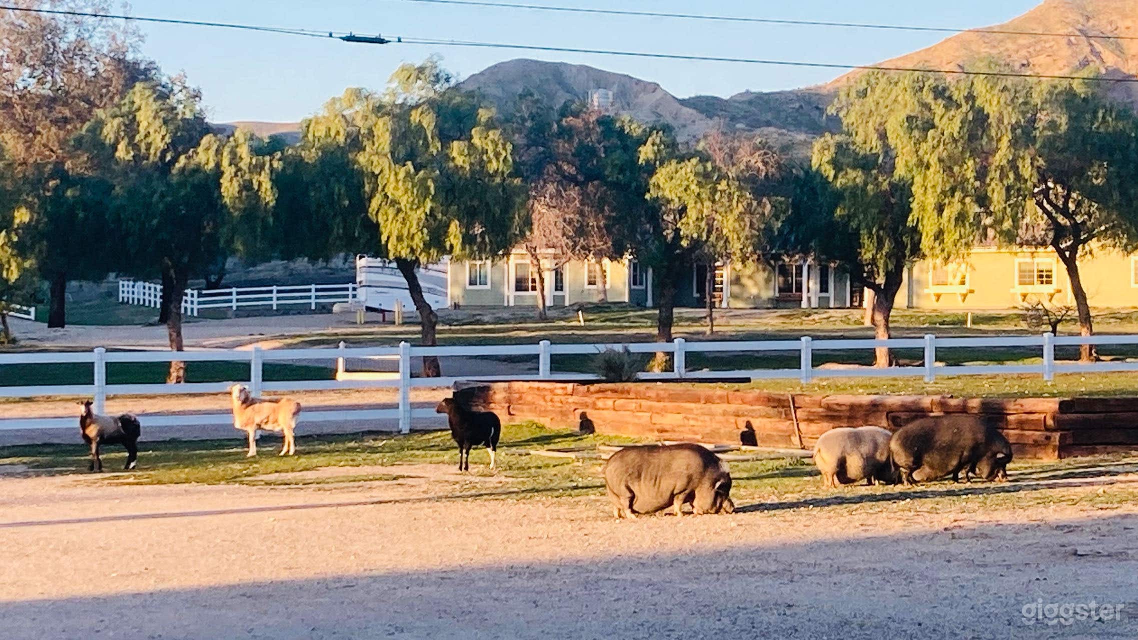 Ranch animals include sheep, pigs, horse, cat, dogs and ducks. They all live in harmony together.