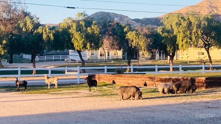  Ranch animals include sheep, pigs, horse, cat, dogs and ducks. They all live in harmony together. 