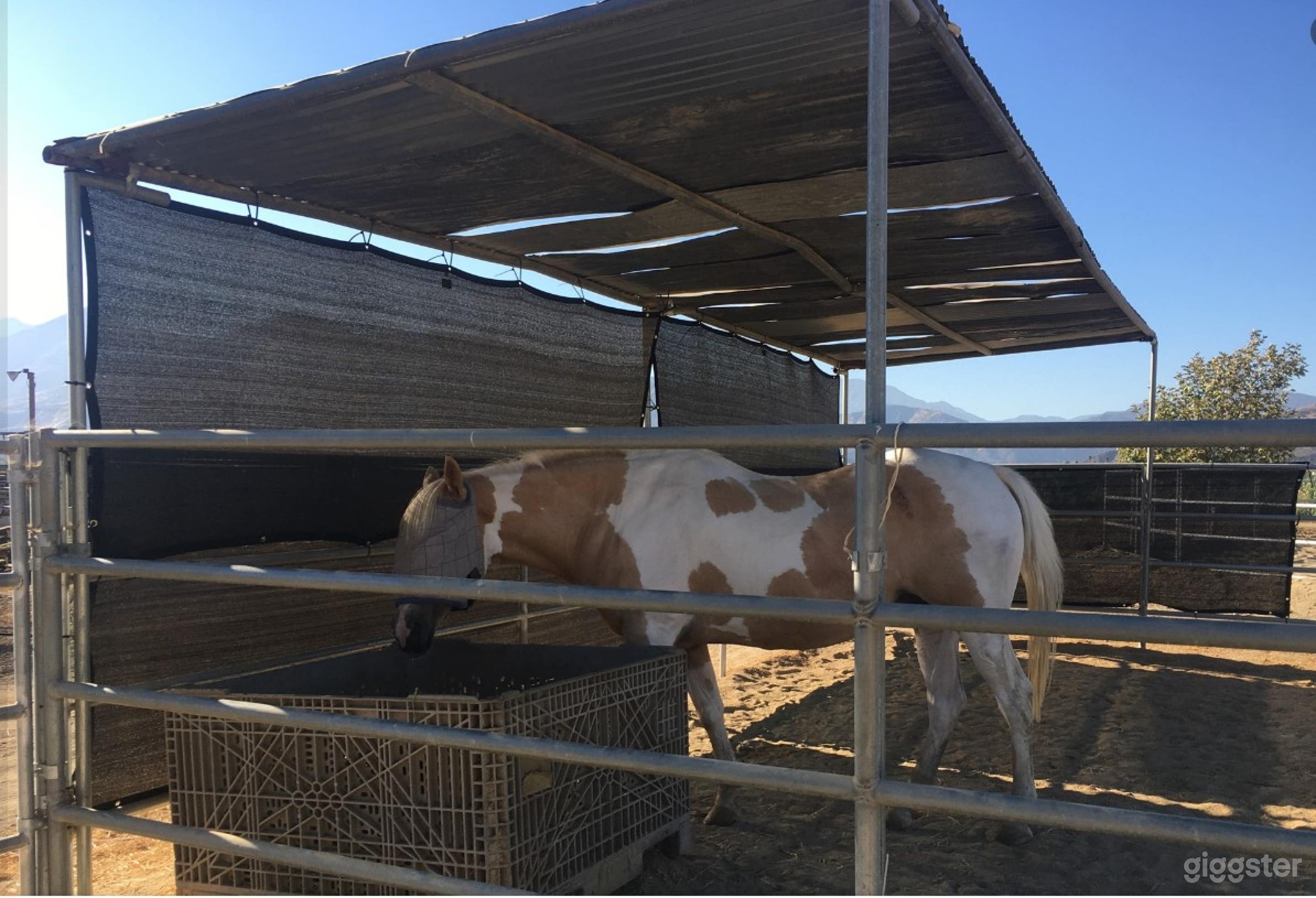 Therapeutic Ranch With Animals in Moorpark Photo 2