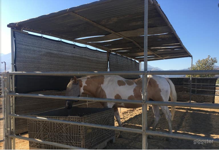  Therapeutic Ranch With Animals in Moorpark 