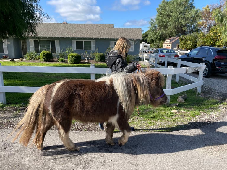 Therapeutic Ranch With Animals in Moorpark 