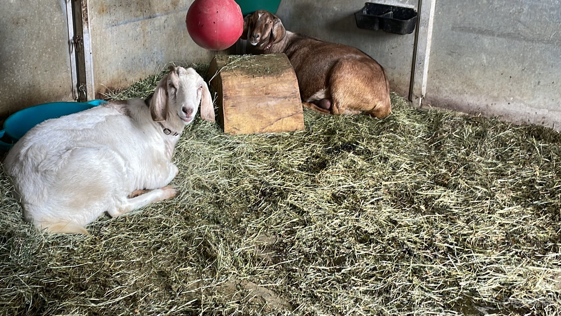 Therapeutic Ranch With Animals in Moorpark Photo 3