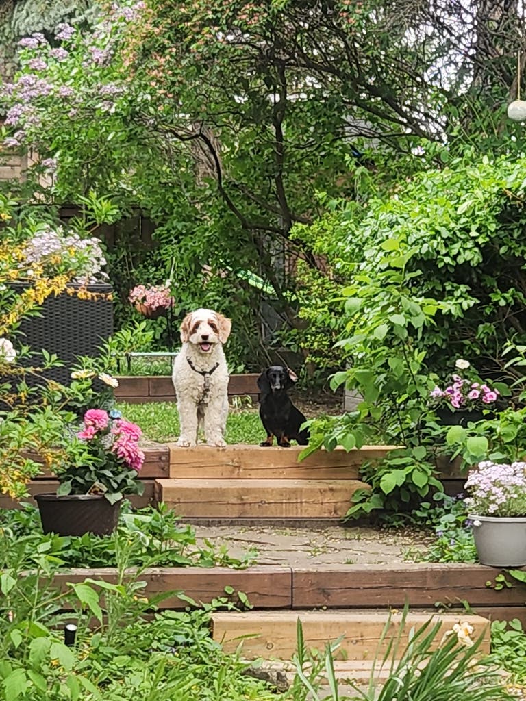  High Park Gardens 