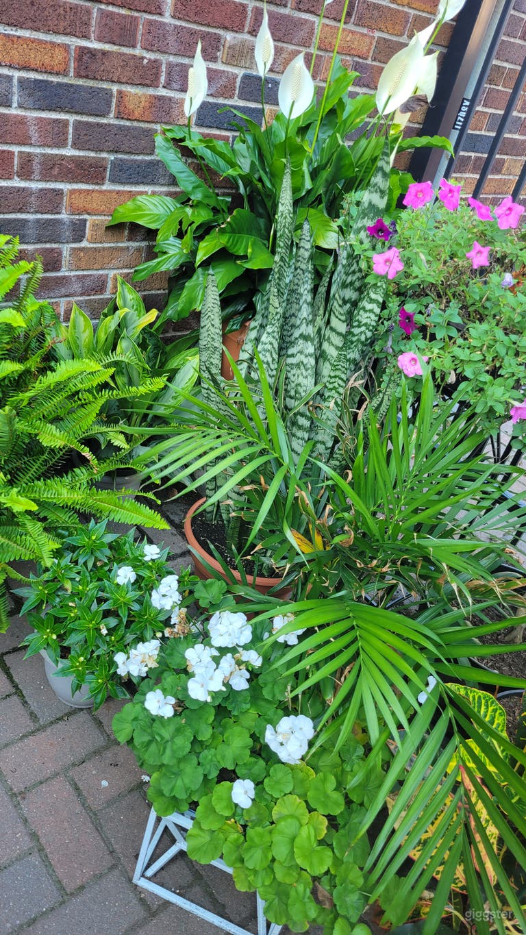  Summer garden on the patio 