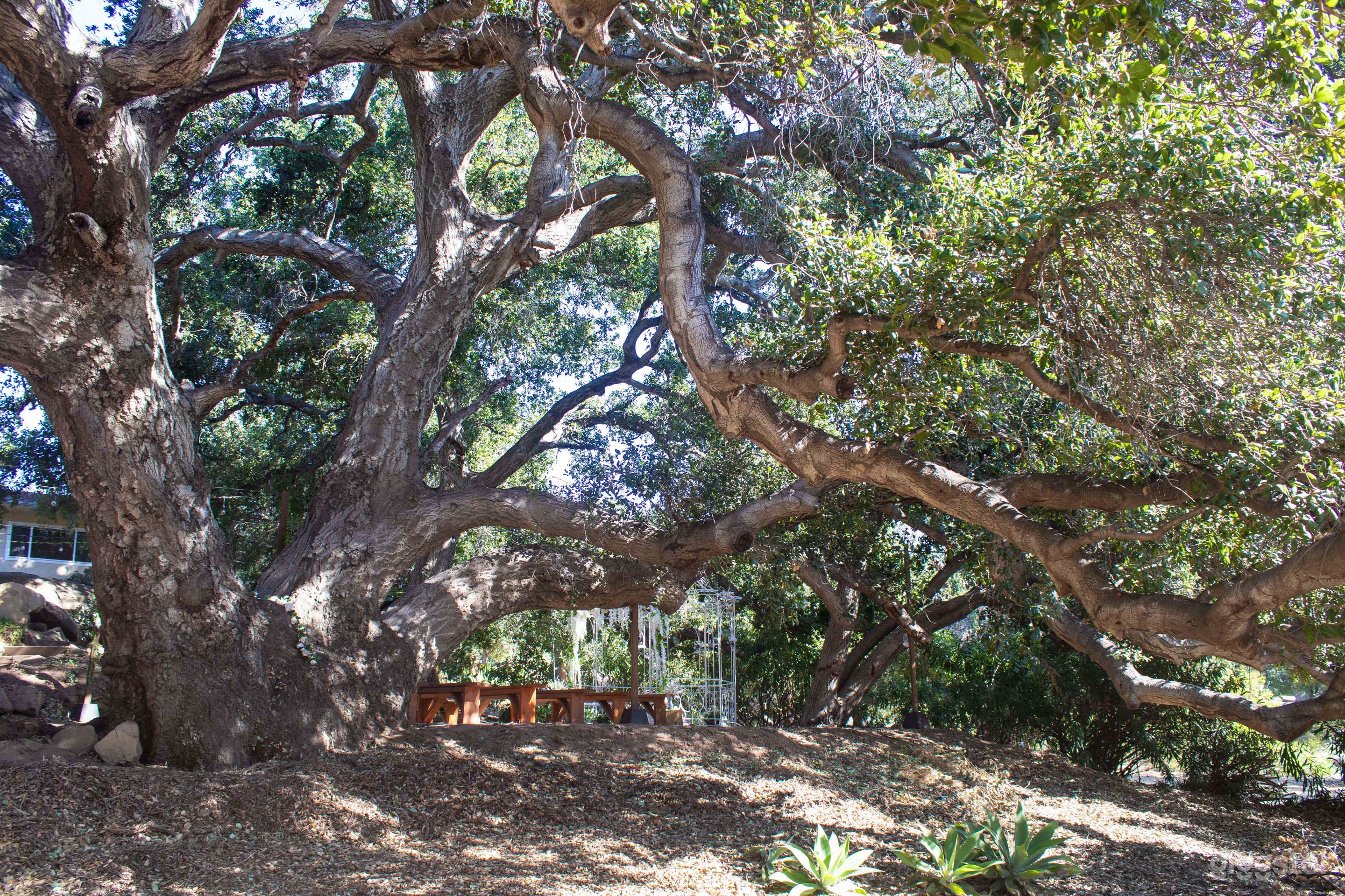 Ancient oak cathedral