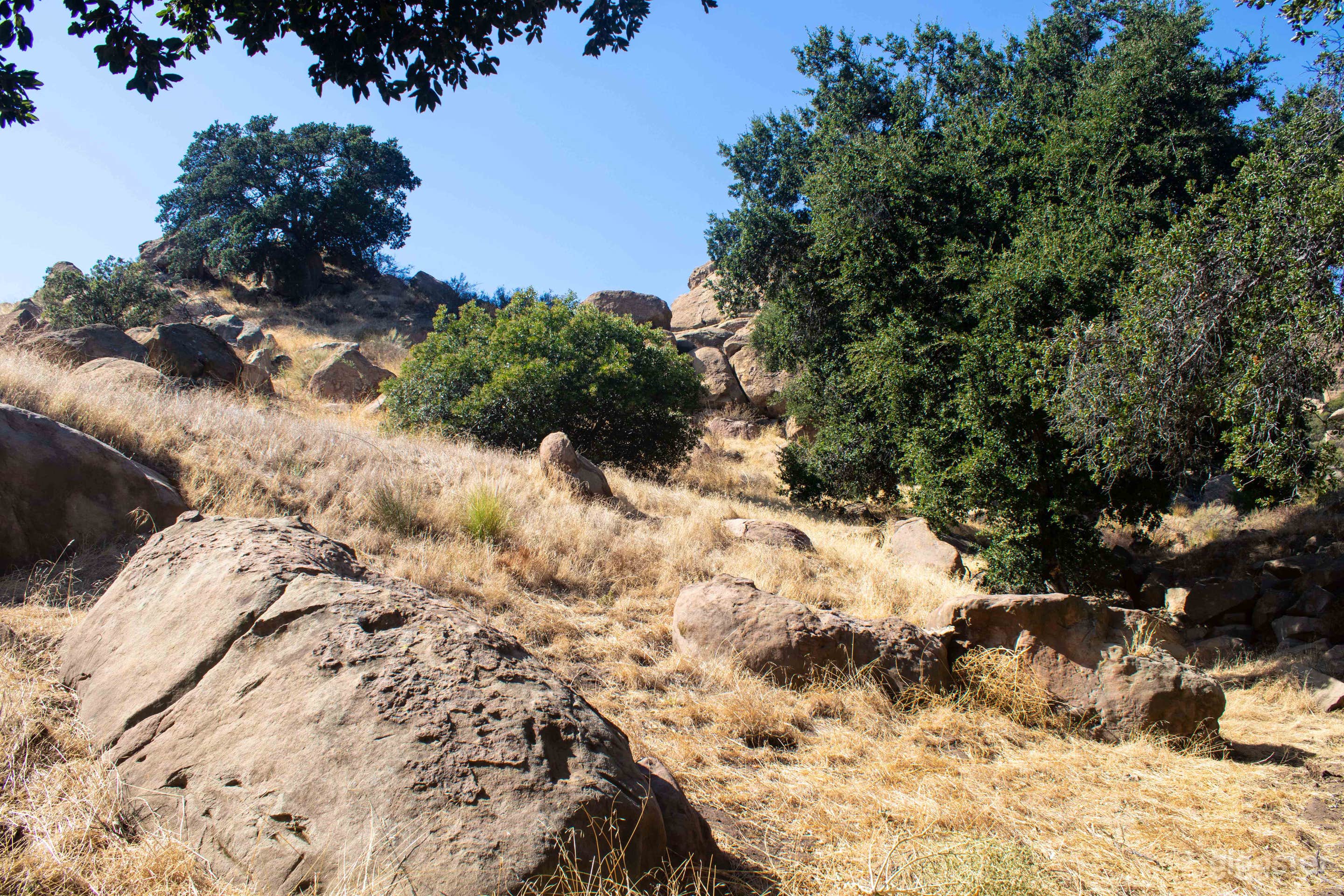 Oaks and boulders on hill