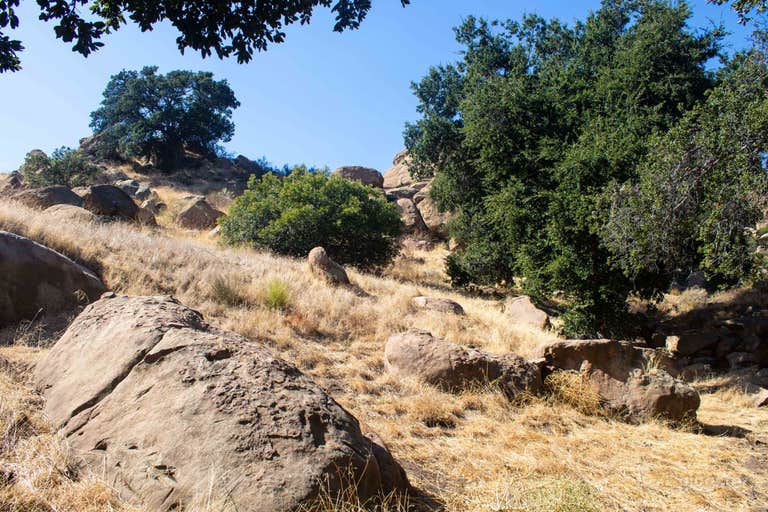  Oaks and boulders on hill 