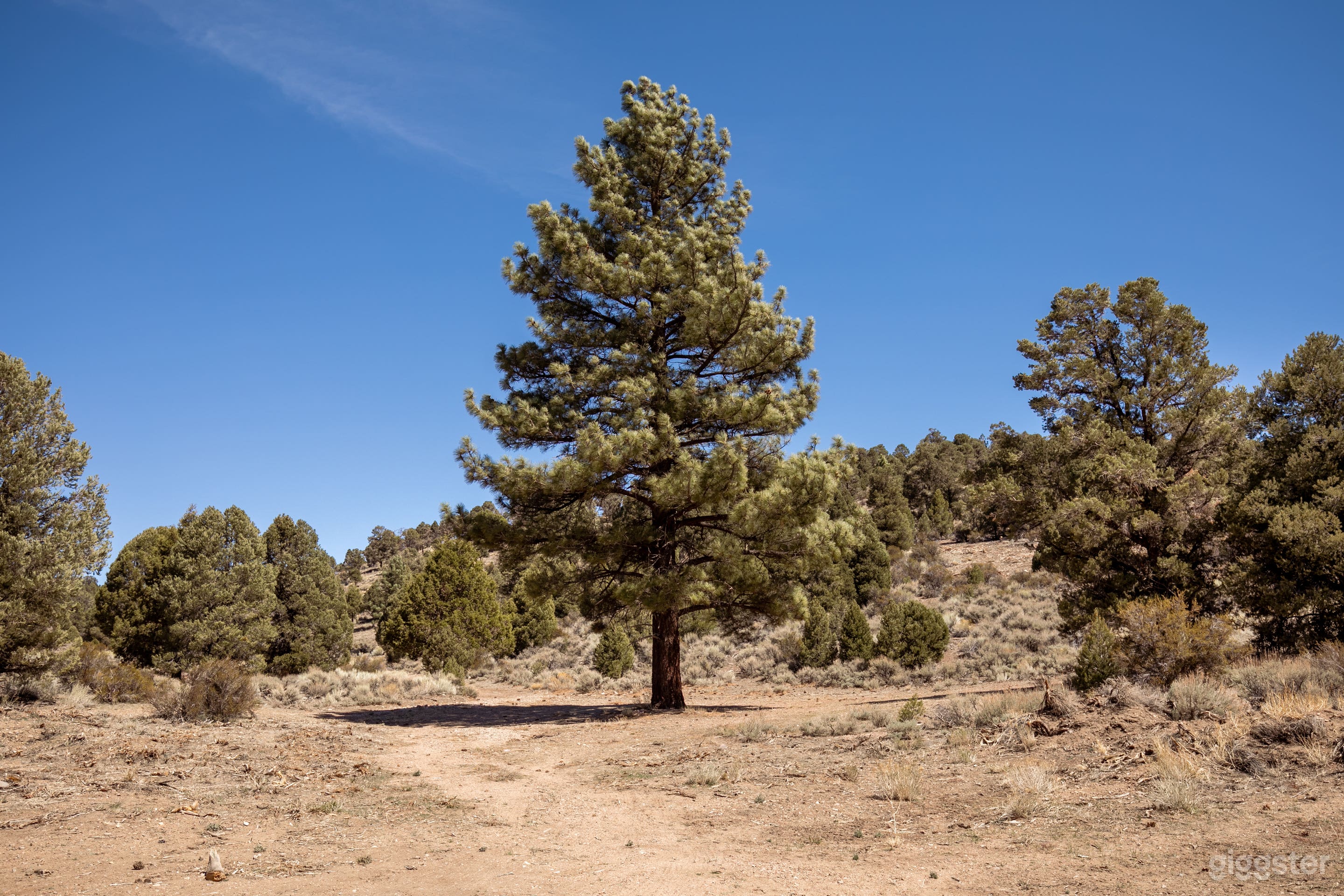 Mountain Woods  Photo 1