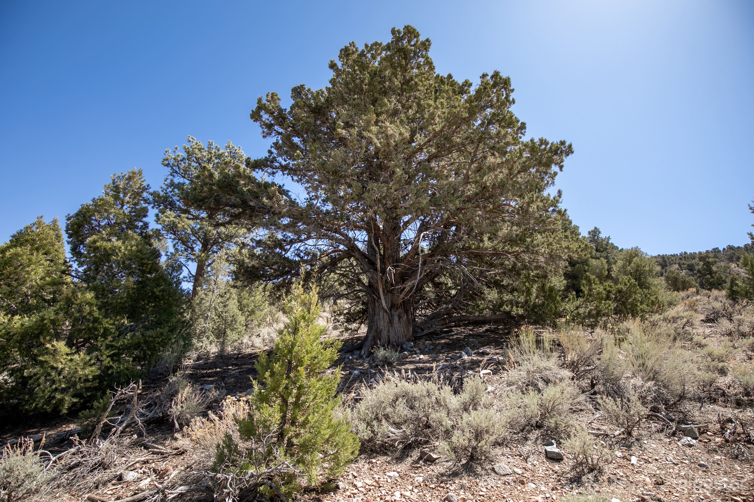 Mountain Woods  Photo 3