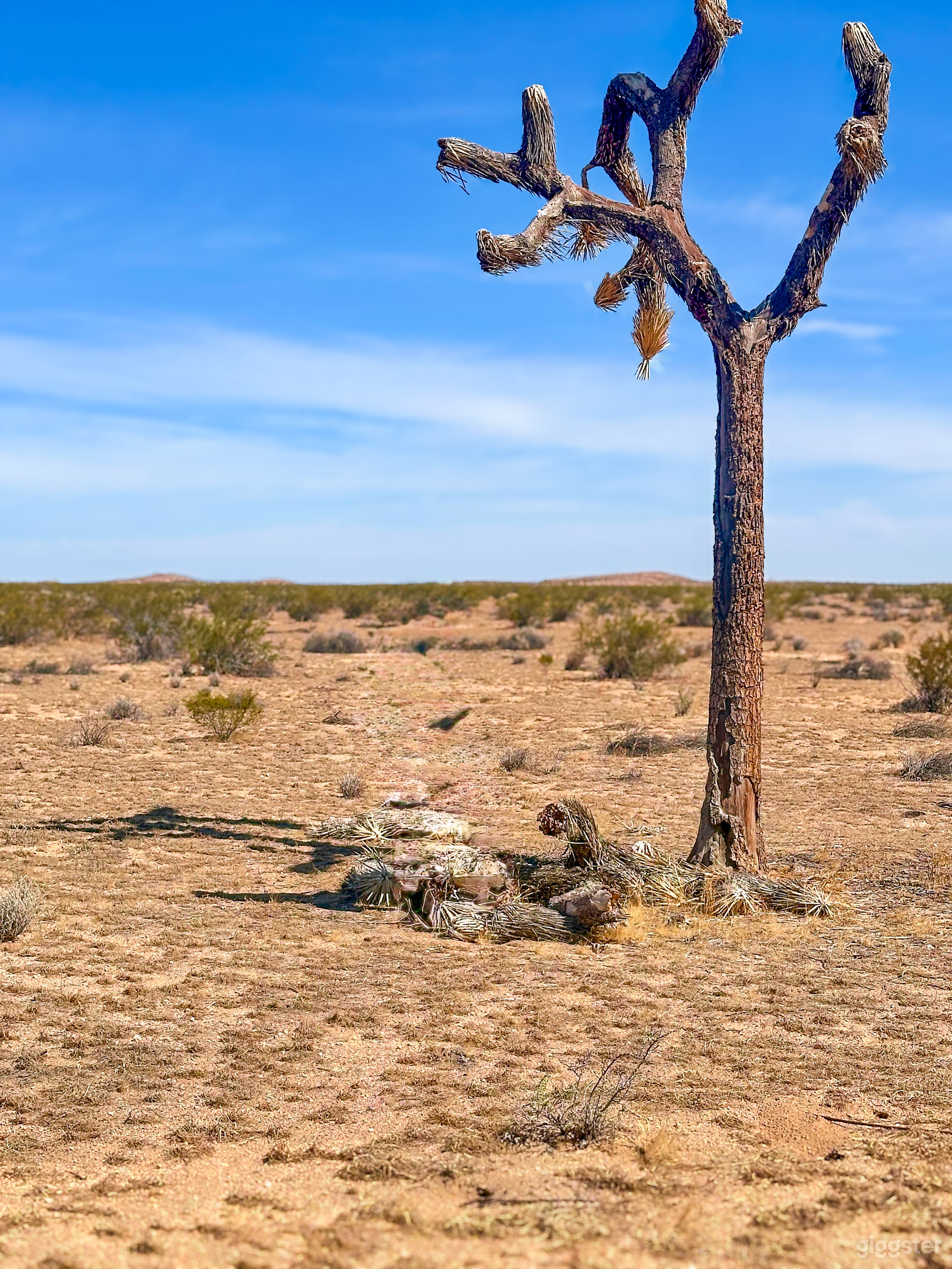 Desert Airfield 81 Acres of Endless Possibilities Photo 2