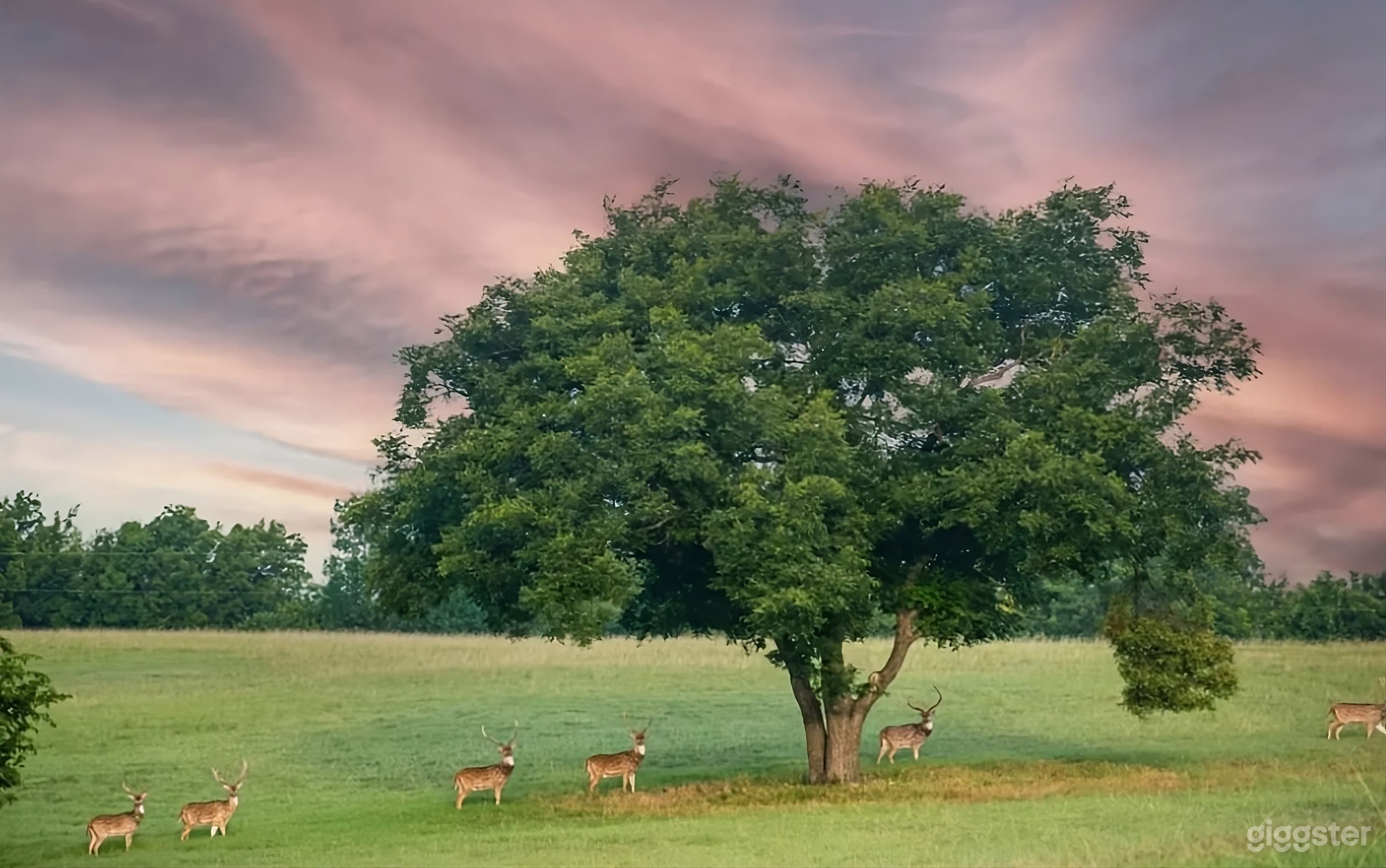 Private Estate Backyard with Pool and Wildlife Photo 1
