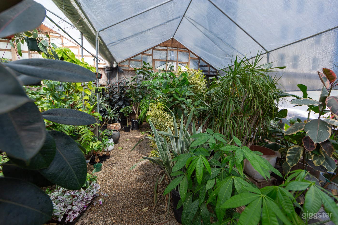 Hollywood Plant Nursery #147 | LA Garden Photo 1