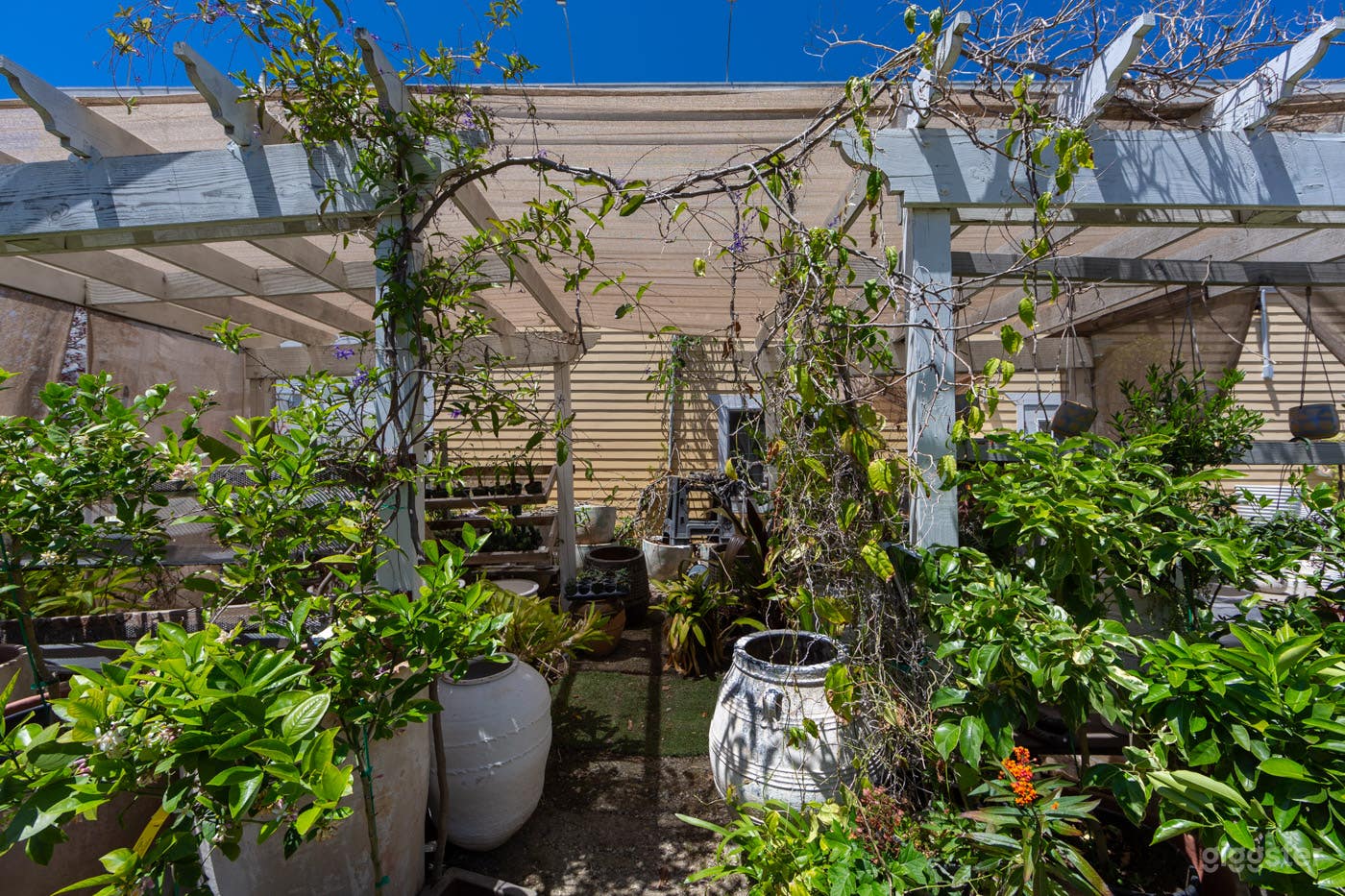Hollywood Plant Nursery #147 | LA Garden Photo 4
