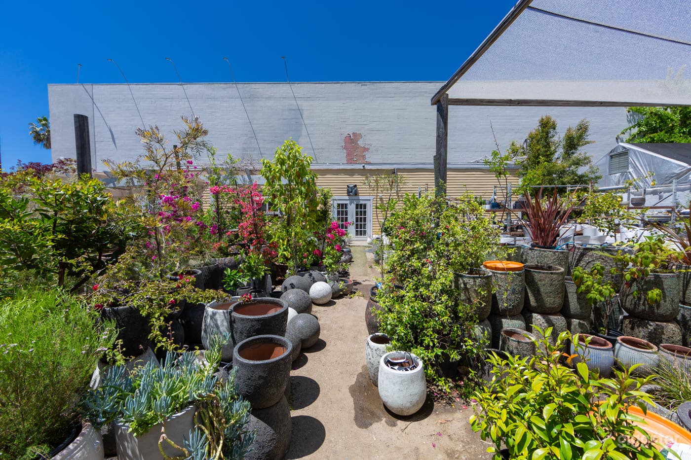 Hollywood Plant Nursery #147 | LA Garden Photo 2