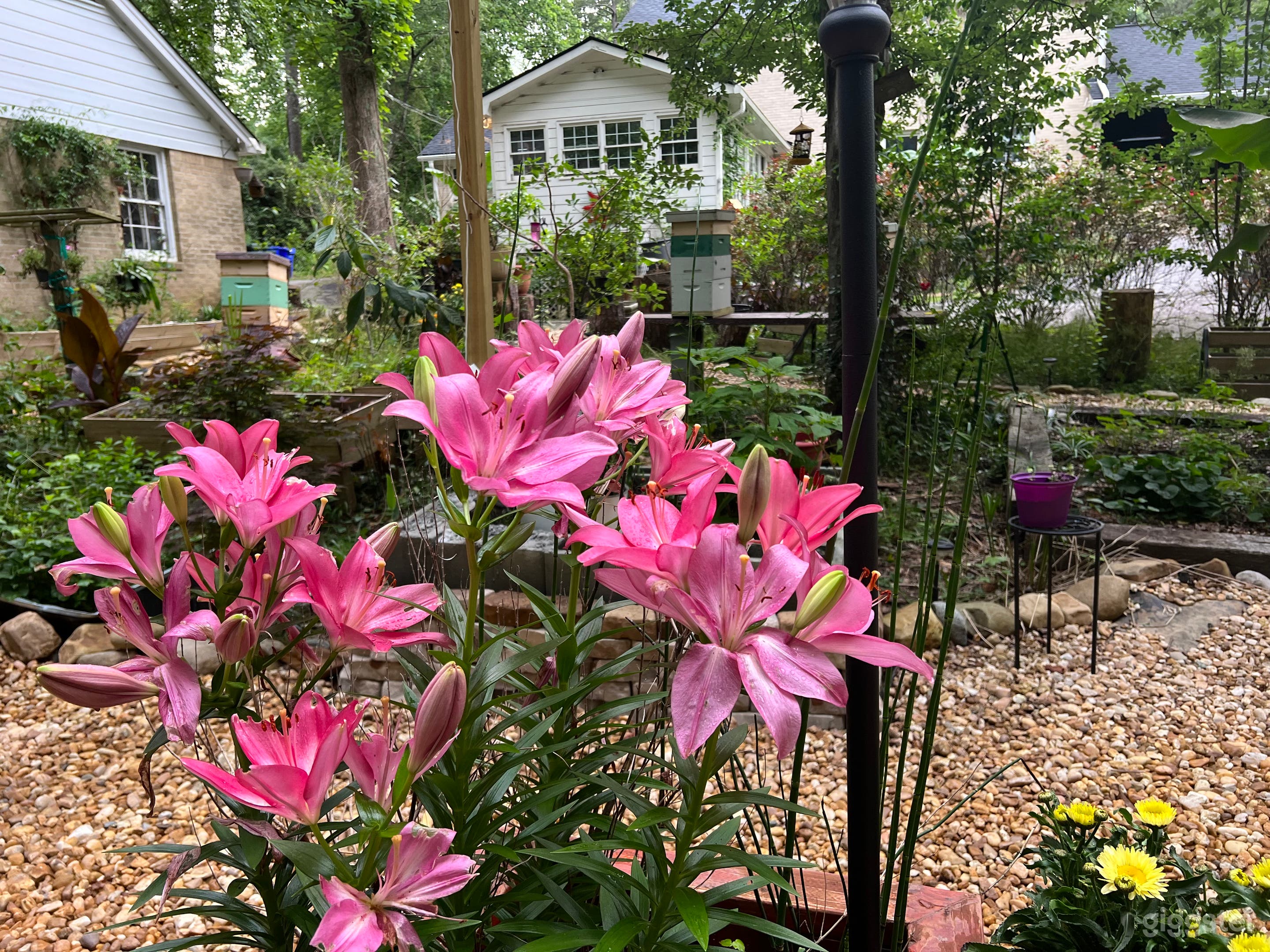 rotation of seasonal flowers bloom 