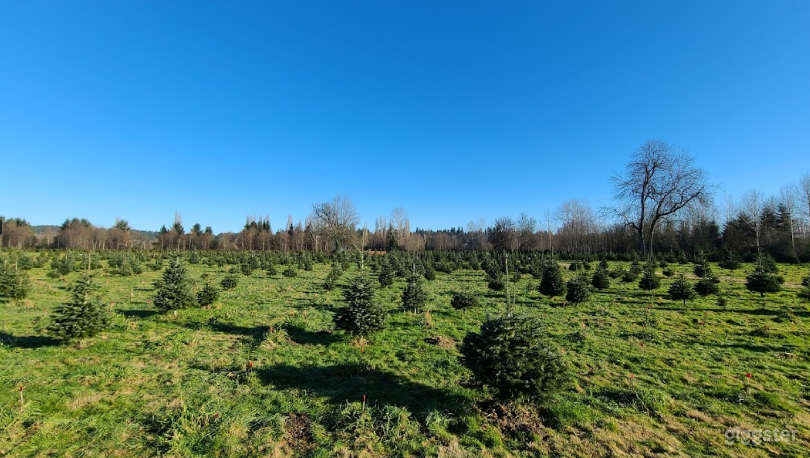 Christmas Tree Farm in Redmond Photo 1