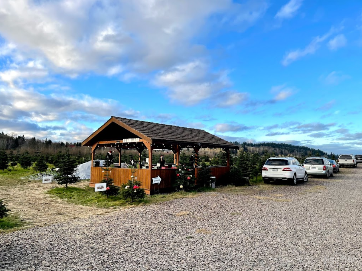 Christmas Tree Farm in Redmond Photo 2