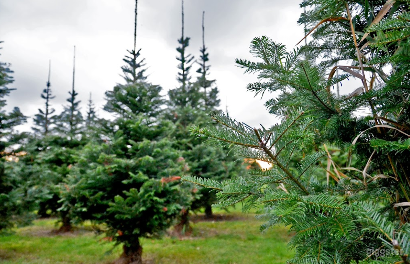 Christmas Tree Farm in Redmond Photo 4
