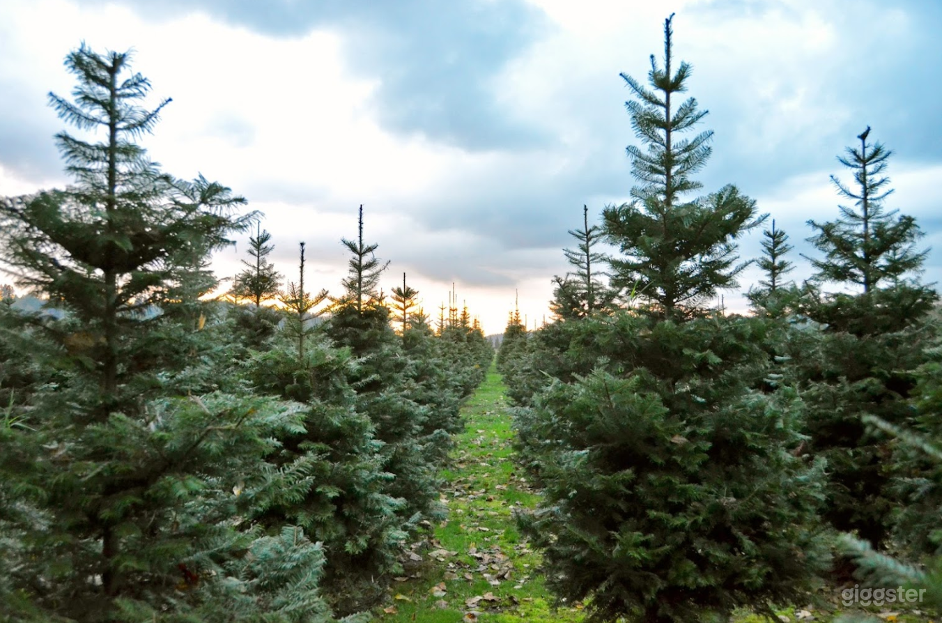 Christmas Tree Farm in Redmond Photo 3