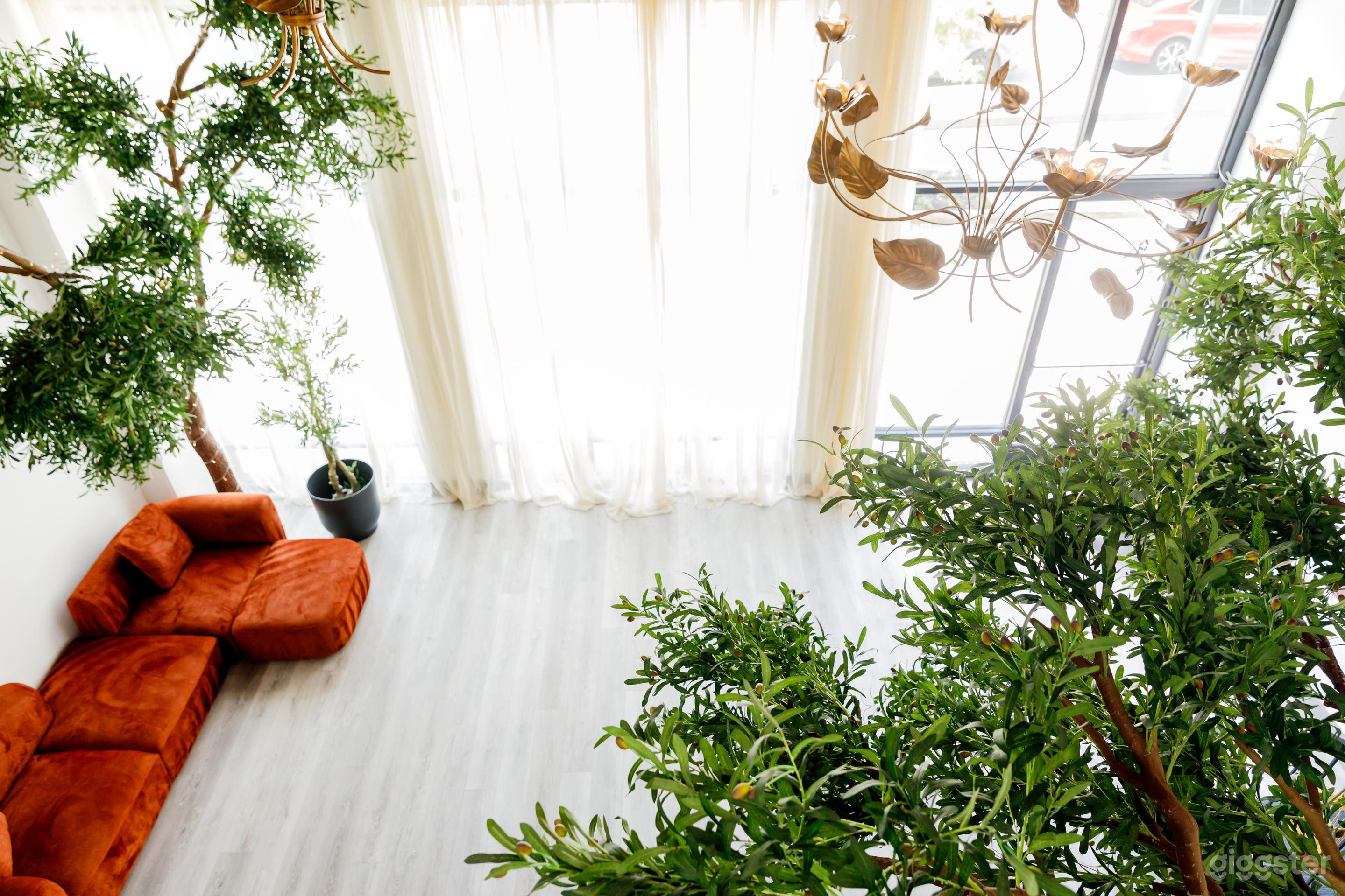 Lush, Light-Filled Creative Studio with Giant Olive Trees Photo 1