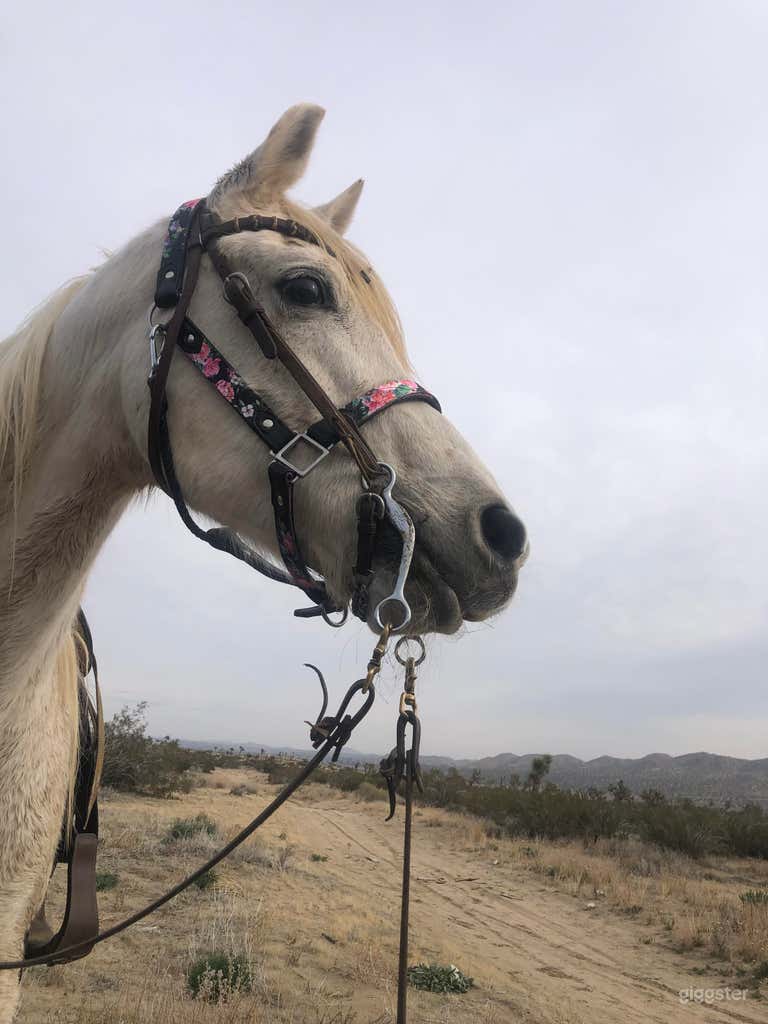  Arabian horse Sunny on location 12-29-2023. He is available for shoots. 
