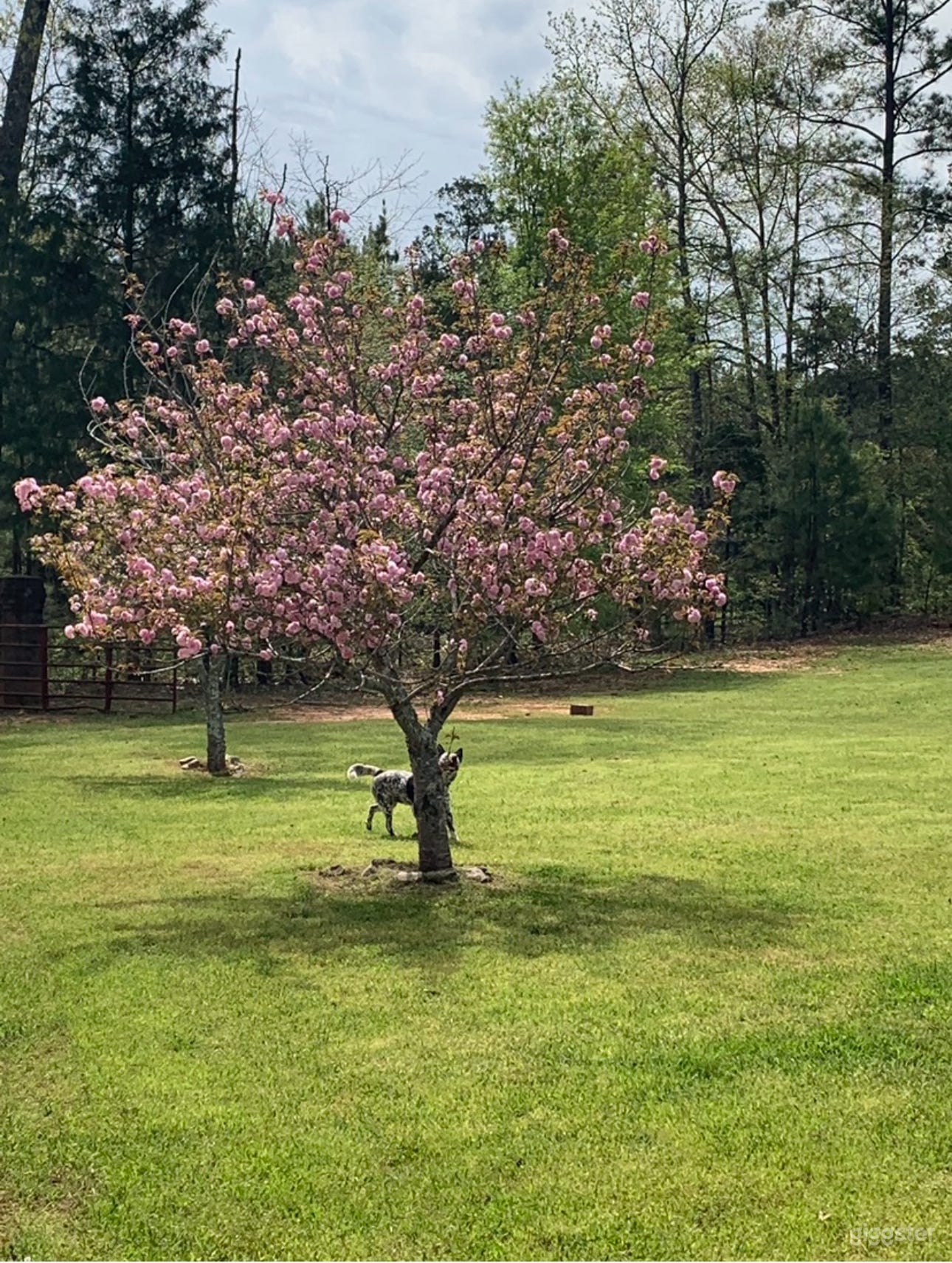 Chattahoochee Hills Tropical Estate  Photo 3