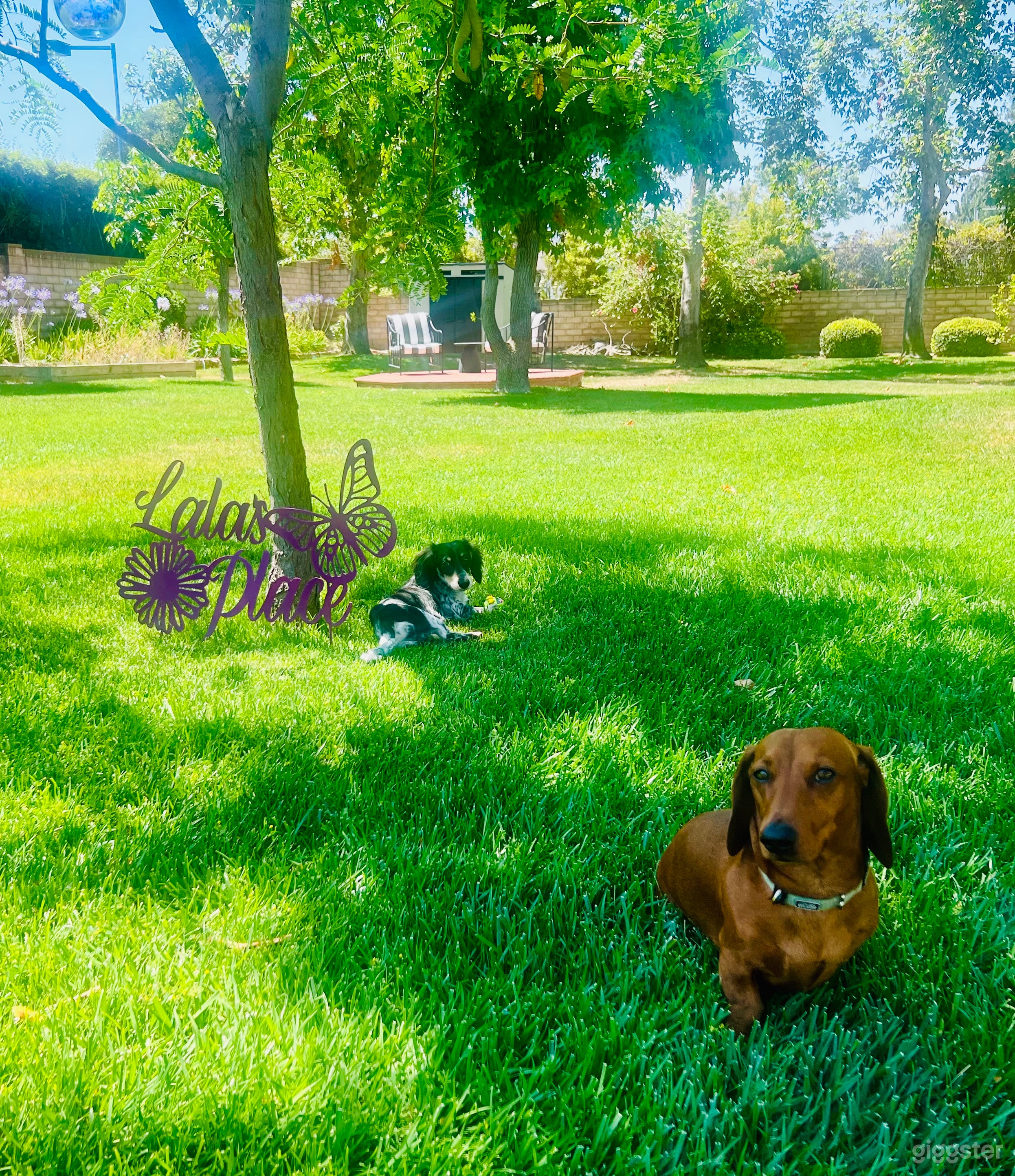 Pet friendly productions