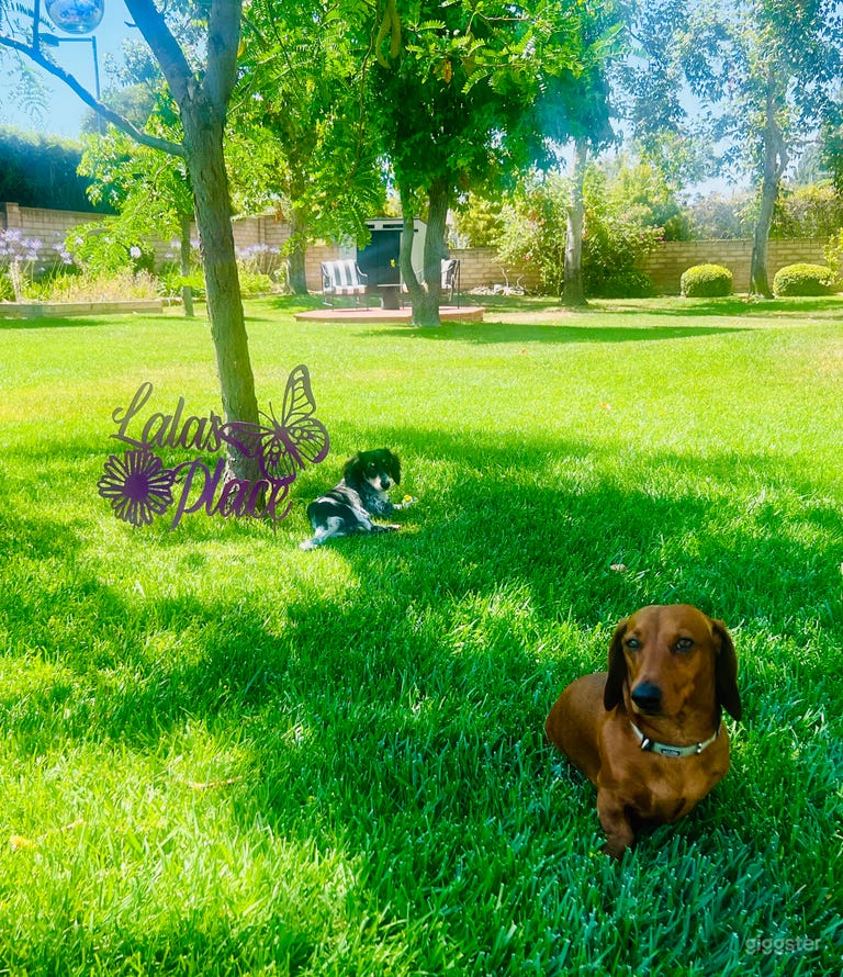  Pet friendly productions 