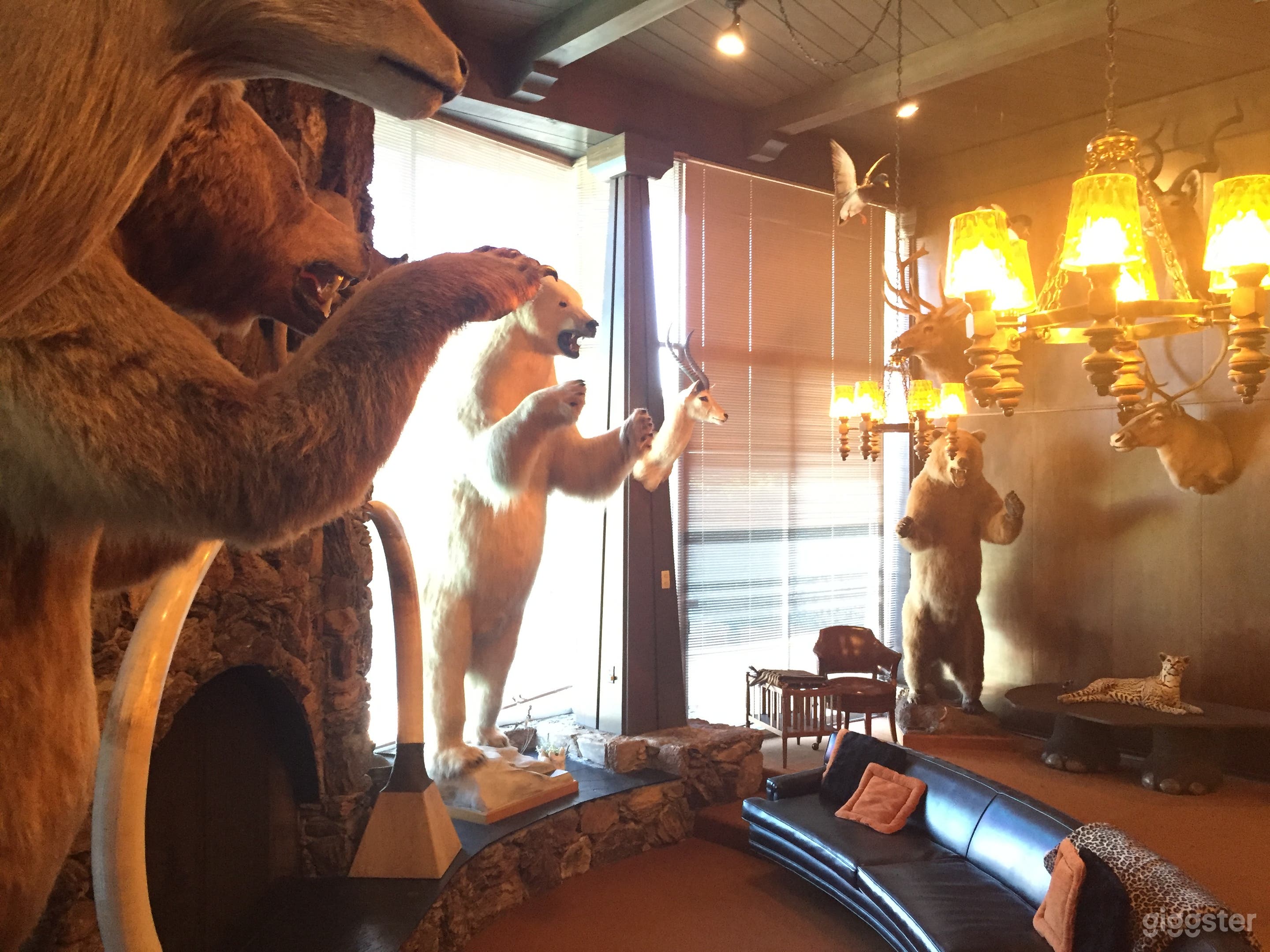 The "Trophy Room" -- all legally acquired in the 1950s