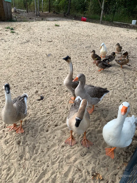 Barnyard Perfect for Photoshoot in Zuni Photo 4