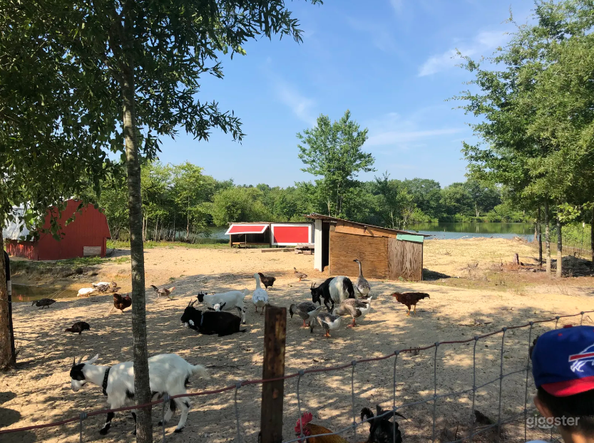 Barnyard Perfect for Photoshoot in Zuni Photo 3