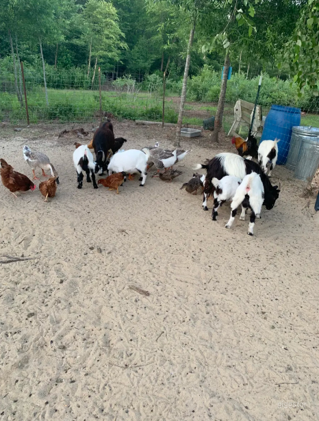 Barnyard Perfect for Photoshoot in Zuni Photo 2