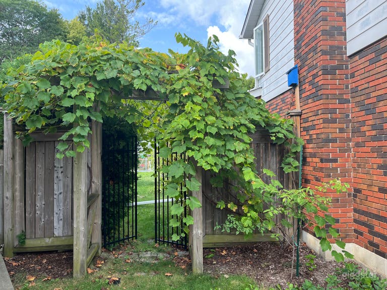  Natural light filled family home with magical backyard 