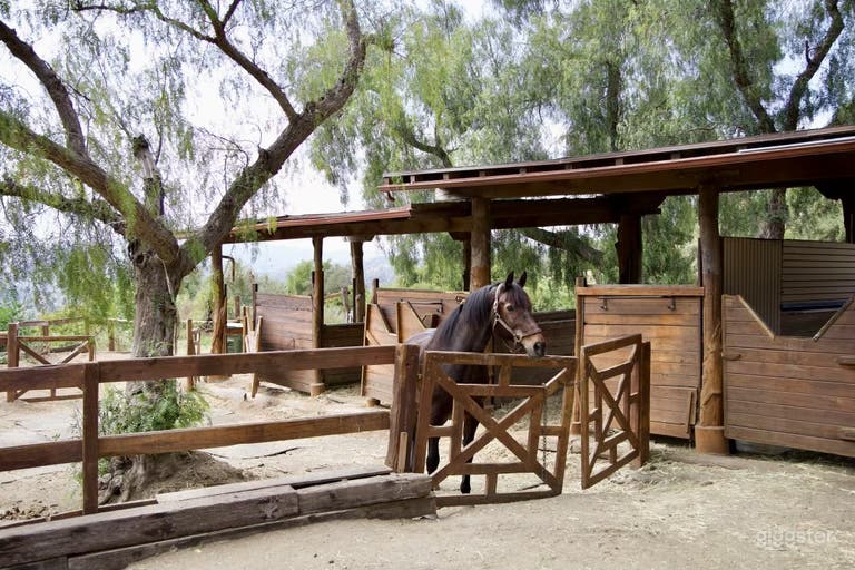  Cuba in our custom built stables. Rent Cuba with a handler! 