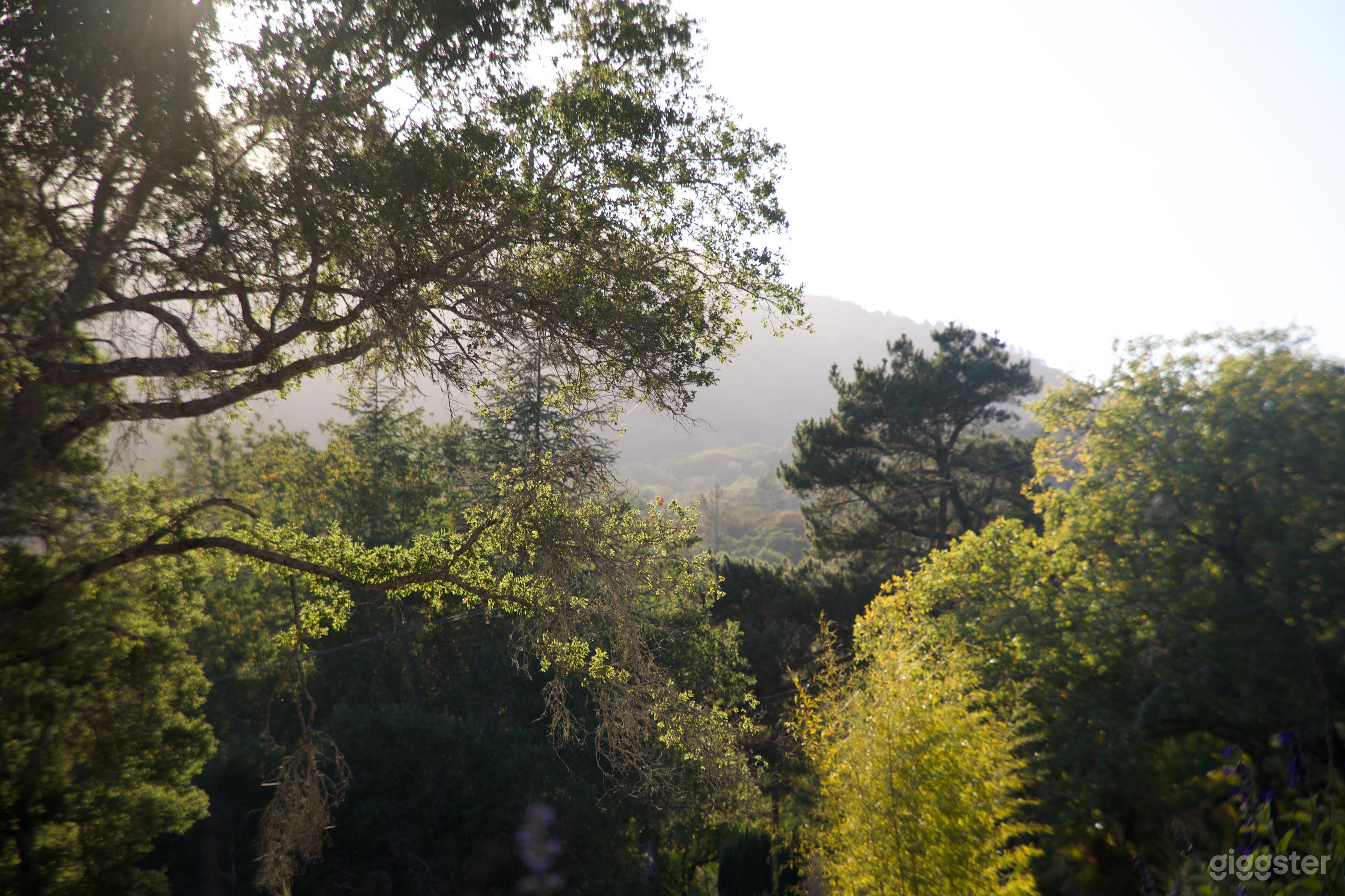 Gorgeous views of Sonoma Mountain and the Valley of the Moon from the property