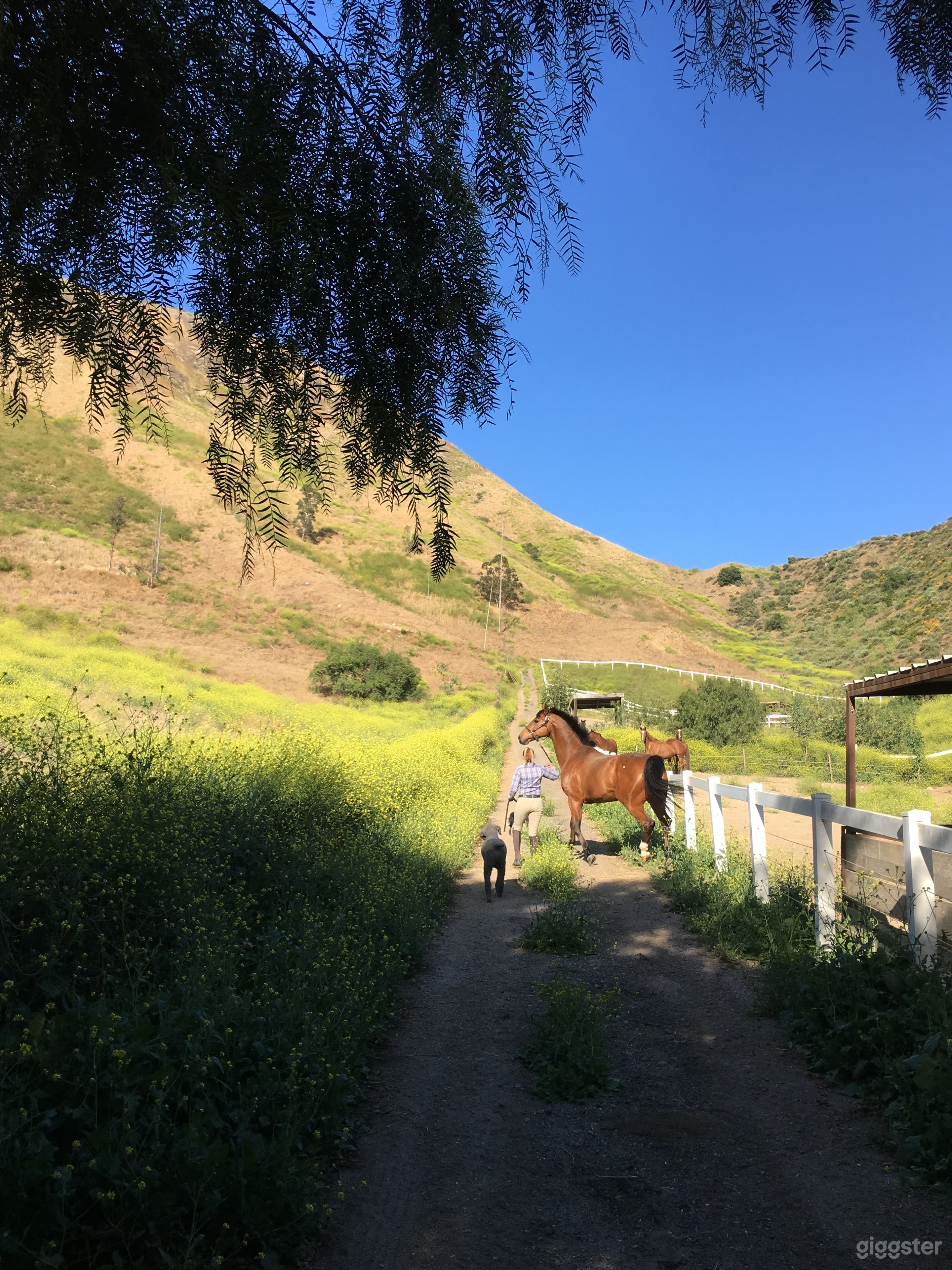 Upscale horse farm+ Rugged terrain + 2 avail homes Photo 2