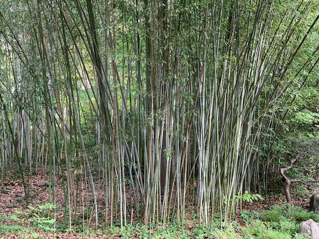 Japanese inspired  gardens: Location 5236 Photo 4