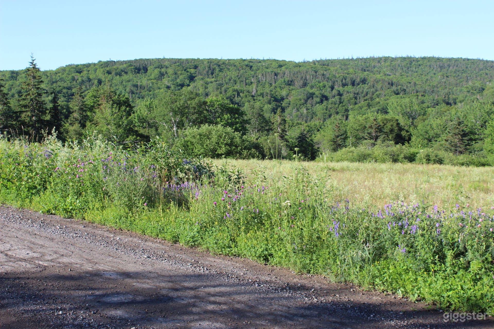 Country Meadow Photo 4