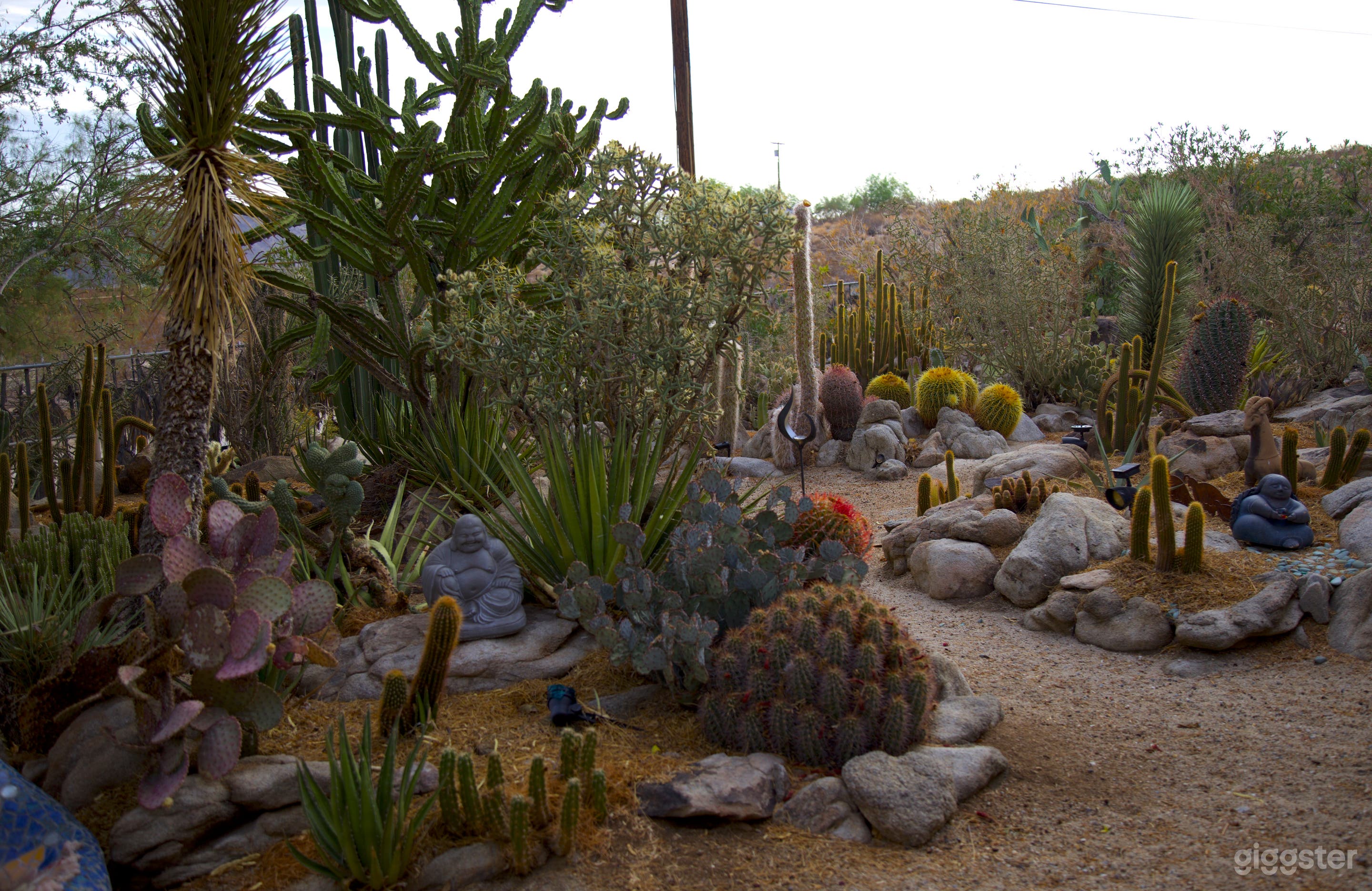 Cactus garden front