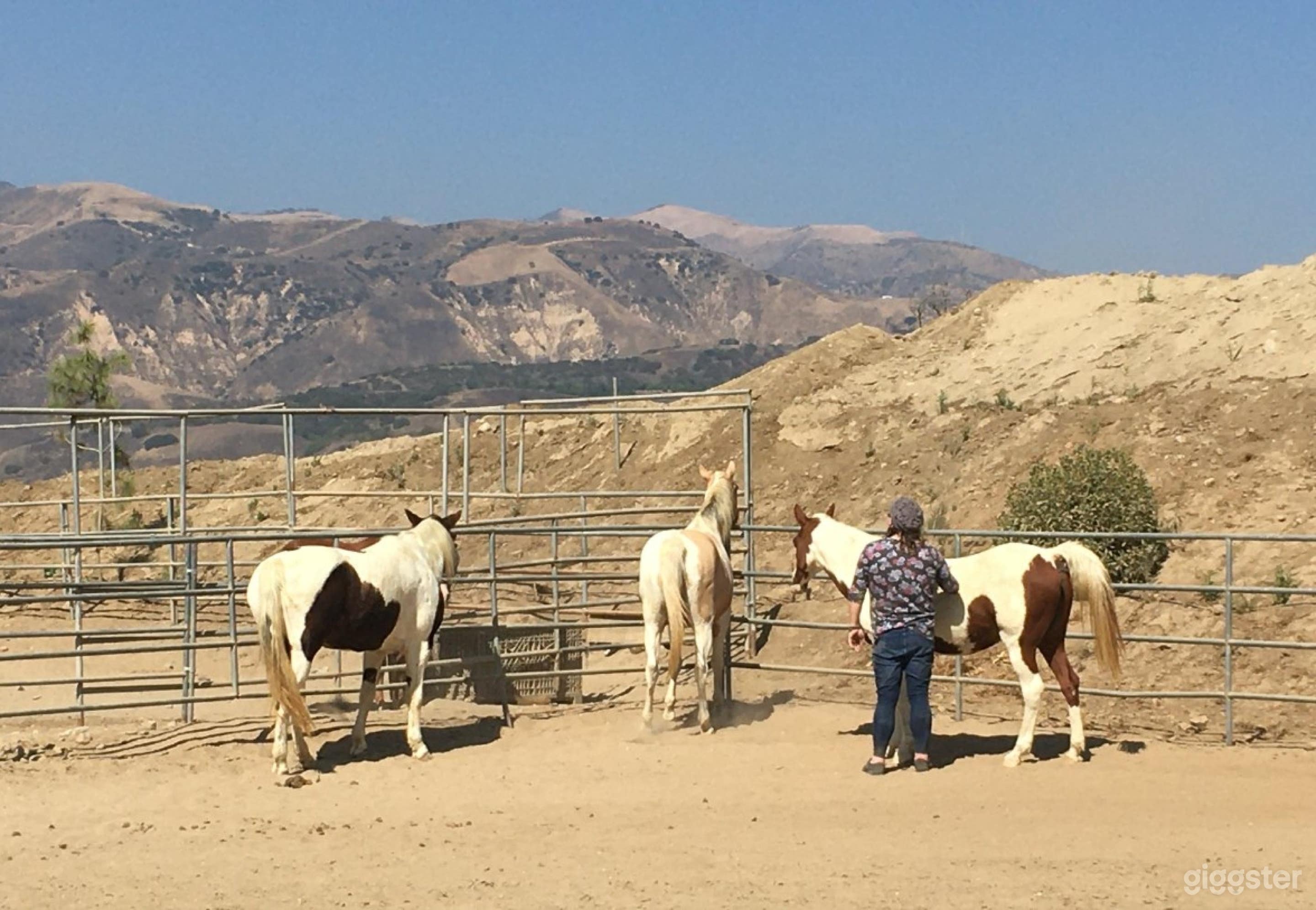 Picture Perfect Outdoor Arena Photo 4