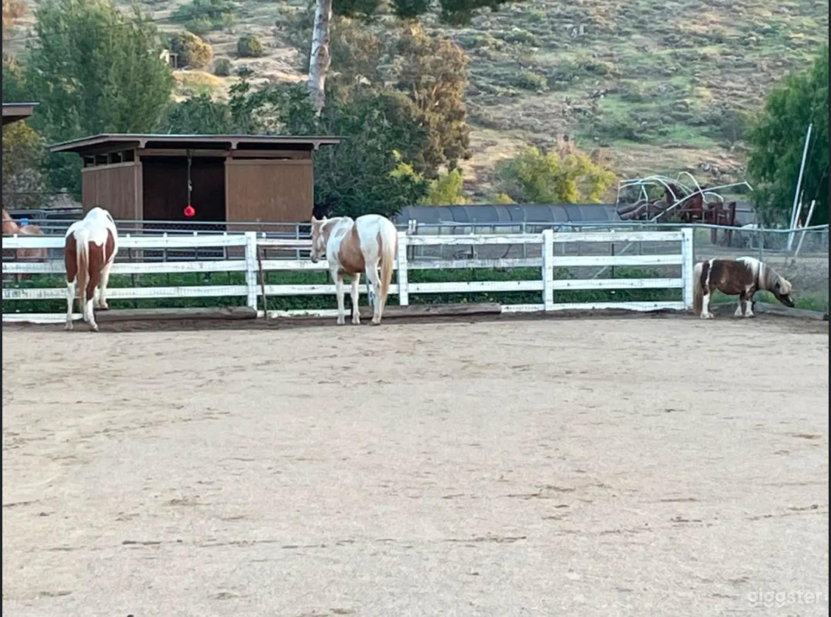 Picture Perfect Outdoor Arena Photo 3