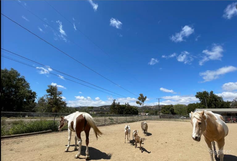  Picture Perfect Outdoor Arena 