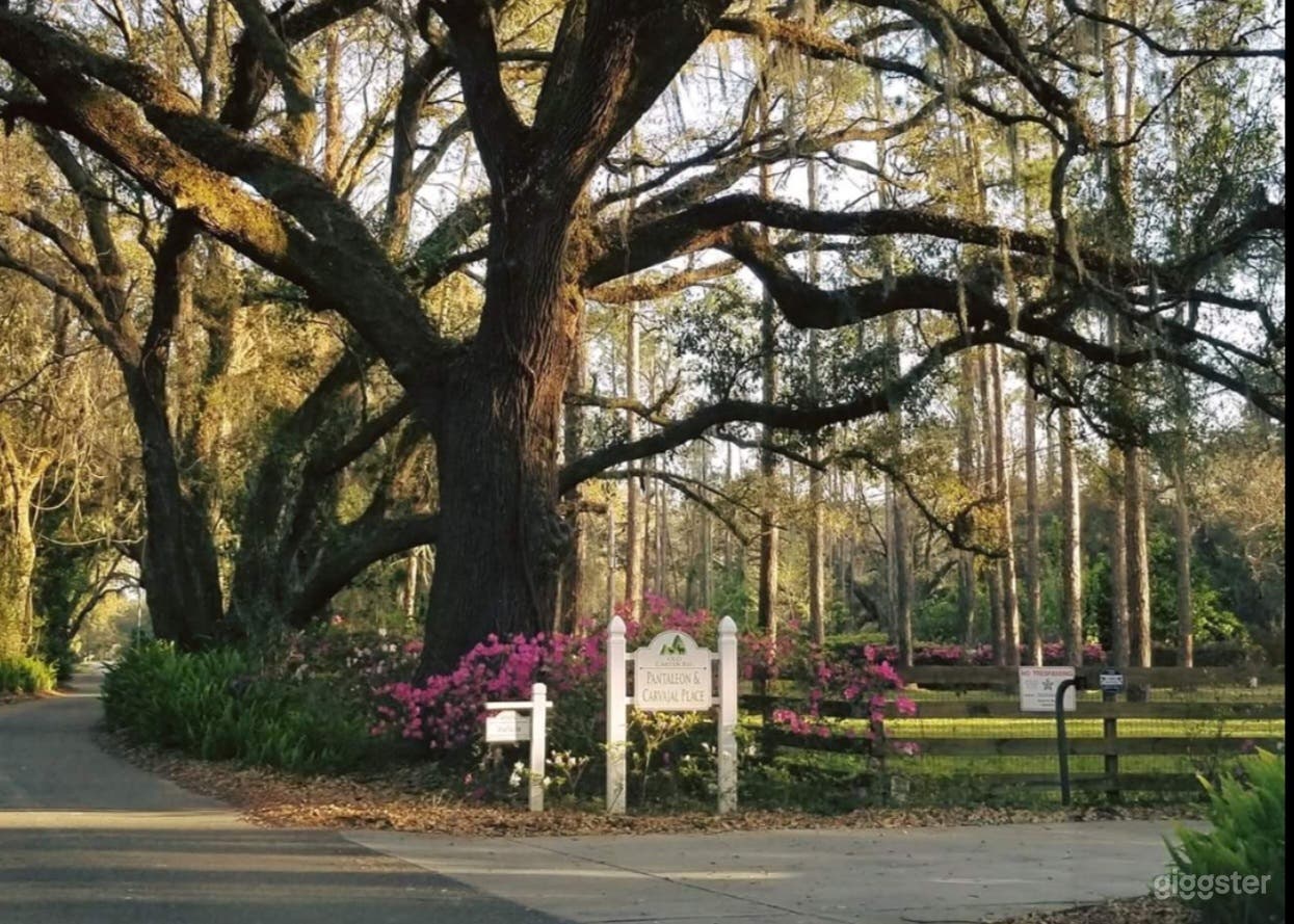 An old and wise oak tree meets you at the entry into the gate and driveway.