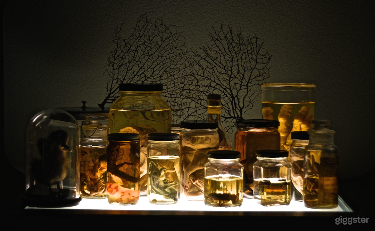 DISPLAY CABINET ODDITIES!