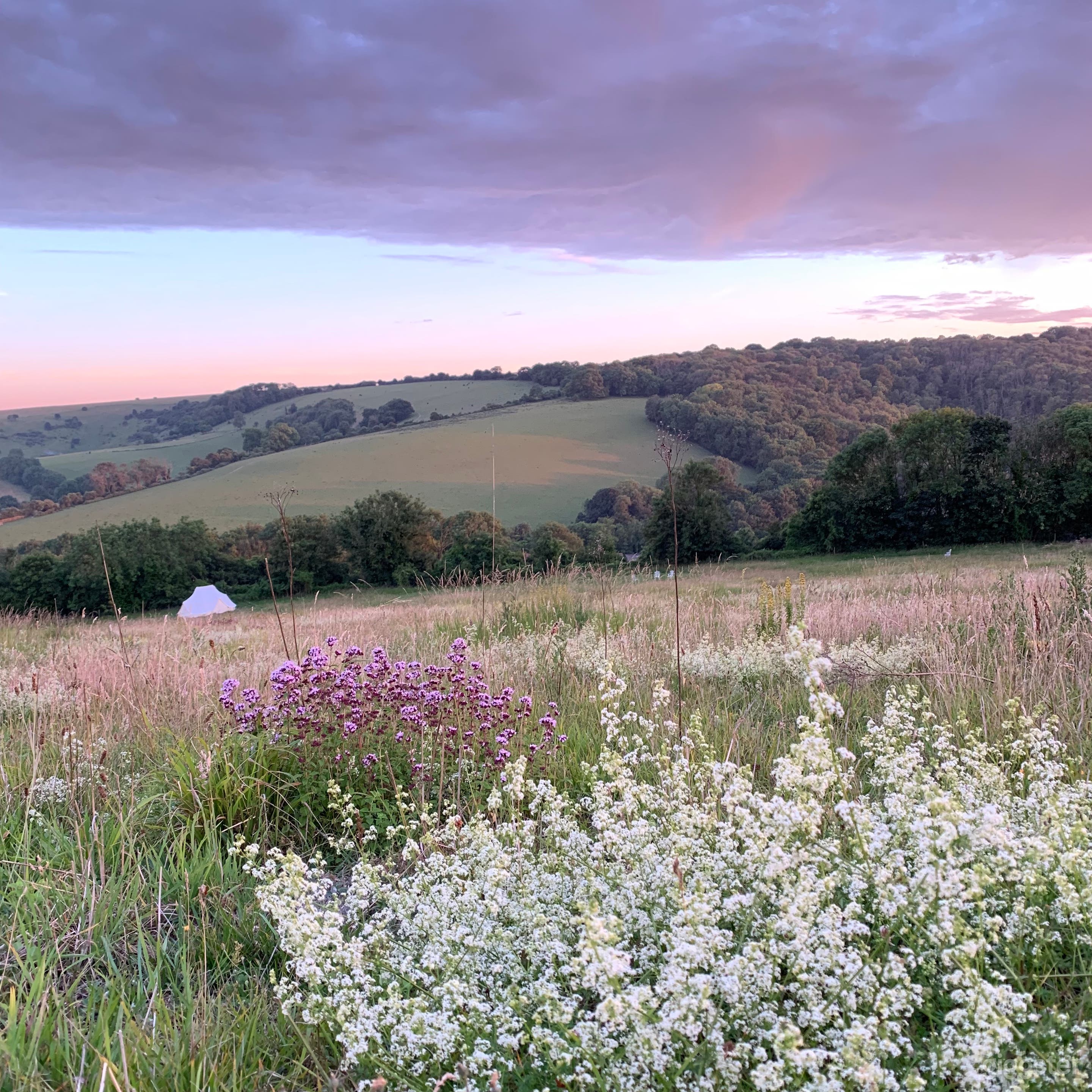 July View from top of camping field with chalk grassland flowers