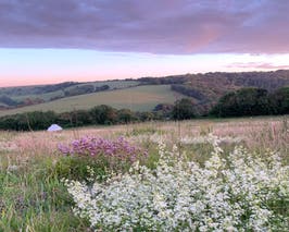  July View from top of camping field with chalk grassland flowers 