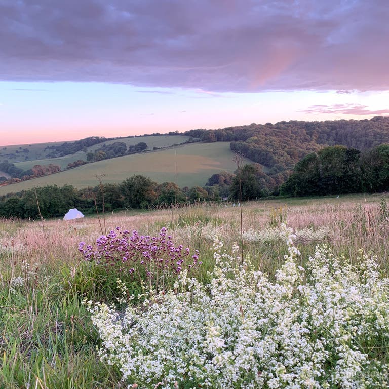  July View from top of camping field with chalk grassland flowers 