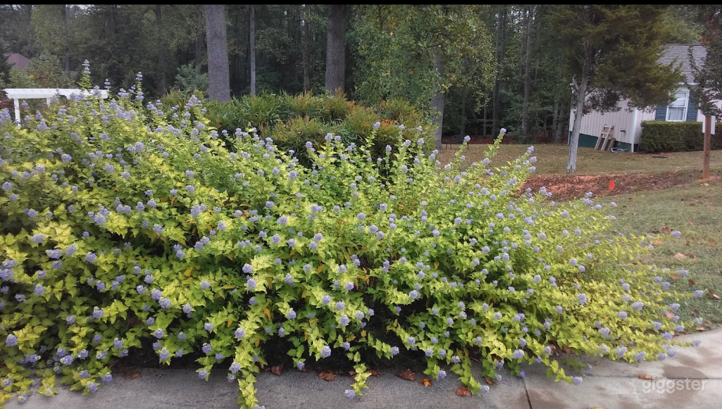 Beautiful Landscaping in Charlottesville Photo 4